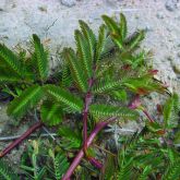 Water mimosa leaves and stems
