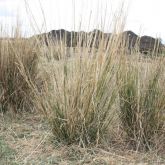 Giant rat's tail grass plants