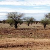 Prickly acacia infestation