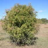 African boxthorn plant