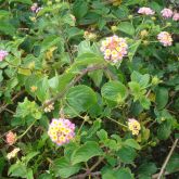 Lantana plant in flower