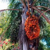 Cocos palm fruit