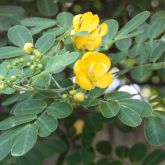 Easter cassia flowers and leaves