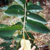 Harungana leaves