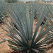 Thumbnail of Blue agave