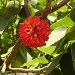 Thumbnail of Paper mulberry