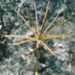 Thumbnail of Rhodes grass