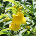 Thumbnail of Yellow bells