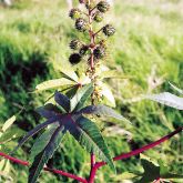 Castor oil plant close-up