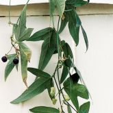 Corky passionflower vine with fruit