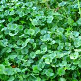 Kidneyleaf mudplantain close-up