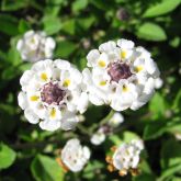 Lippia flowers close-up