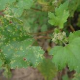 Noogoora burrs and leaves