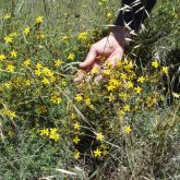 St John's wort