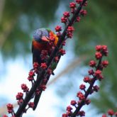 Umbrella tree flowers with parrot