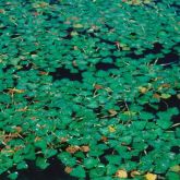 Floating water chestnut