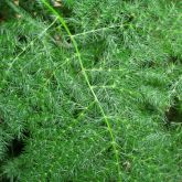 Feathered asparagus fern frond