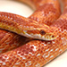 Thumbnail of American corn snake