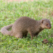Thumbnail of Indian mongoose