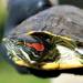 Thumbnail of Red-eared slider turtle