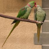 Alexandrine parakeets on branch