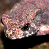 Asian black spined toad head