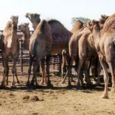 Camels in yard