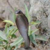 Arabian Cobra