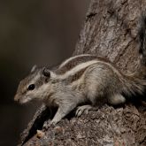 Indian palm squirrel