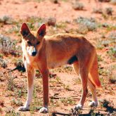 Dingo close-up