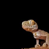 Asian house gecko close-up