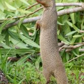 Indian mongoose upright