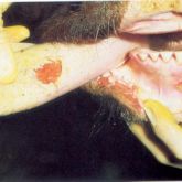 Steer with 2-day-old ruptured vesicles on  tongue, lower gum and lower lip. Note sharp edges to ulcerated areas.