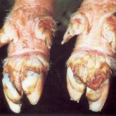 Pig’s feet with 9-day-old lesions.