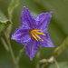 Thumbnail of Silver-leaf nightshade