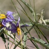 Silver-leaf nightshade