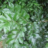 Mock orange leaves