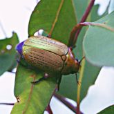 Gold beetle with purple accents