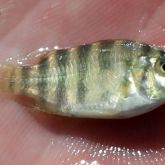 Young spotted tilapia (Tilapia mariae) captured from the Walsh River in October 2017