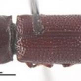 Lesser auger beetle top back view