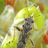 Thin brown patterned bug with relatively large eyes