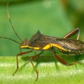 Brown elongated bug with yellow markings along its sides
