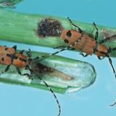 Elongated orange beetles with black marks and long antennae