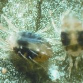 Two small clear insects with black markings in water