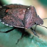 Brown shield-shaped bug