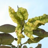 Leaf galls and distortion caused by African citrus psyllid