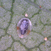 Whitefly nymph case with dark centre and a reddish patch on either side.