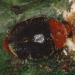 Thumbnail of Cryptolaemus (mealybug ladybird)