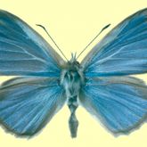 Butterfly with blue upperside