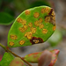 Thumbnail of Myrtle rust